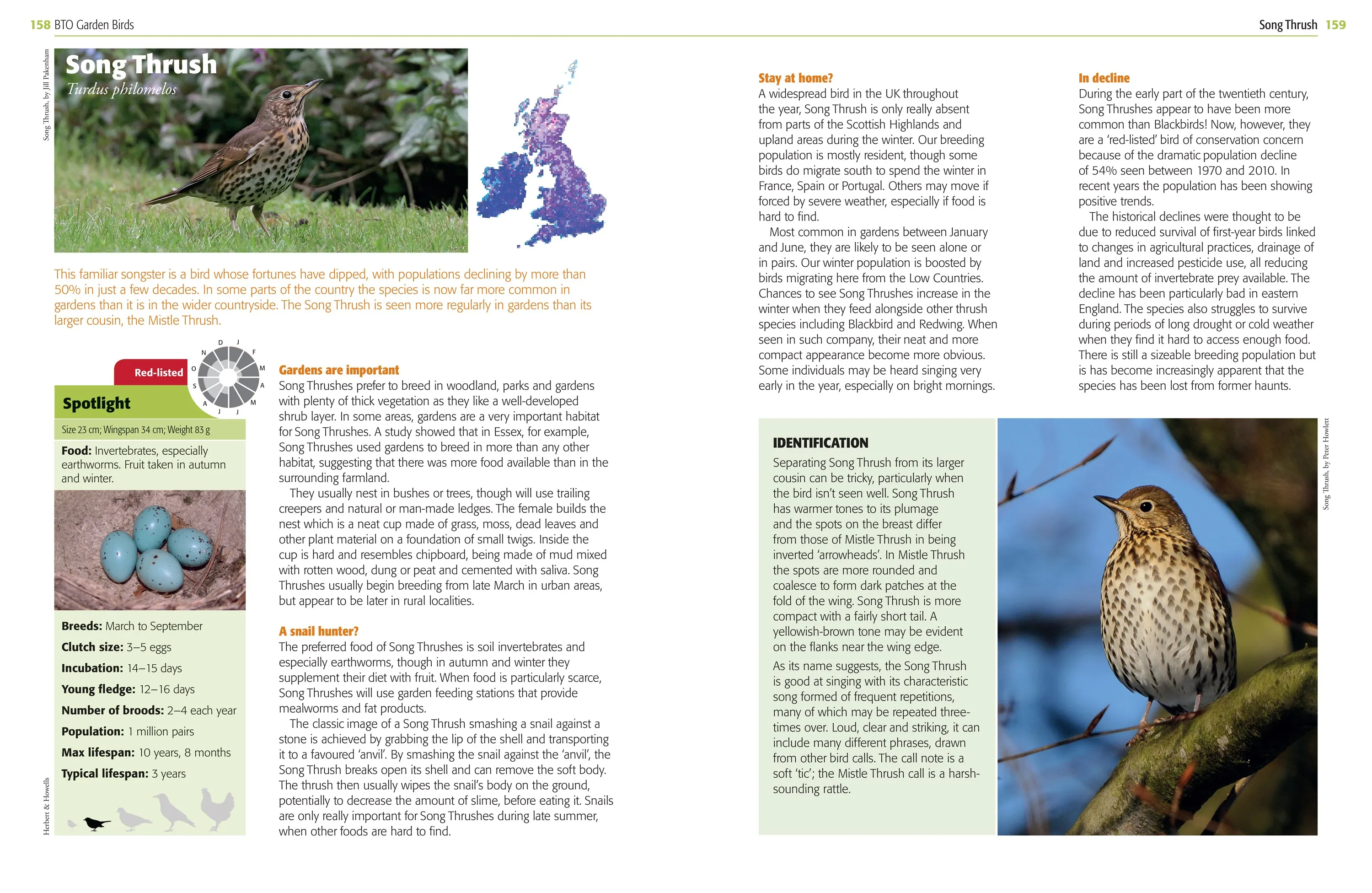 Garden Birds and Other Wildlife