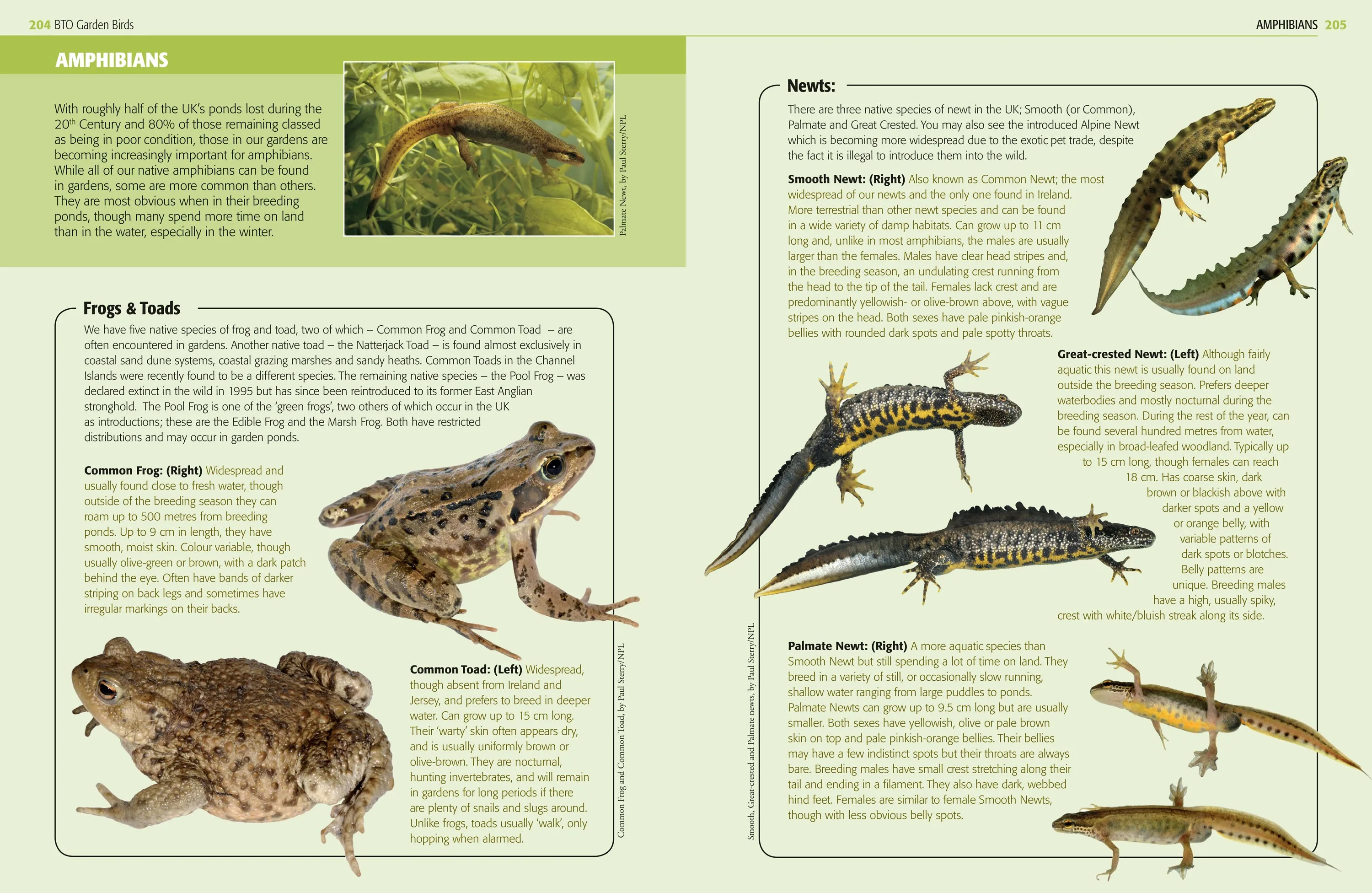 Garden Birds and Other Wildlife
