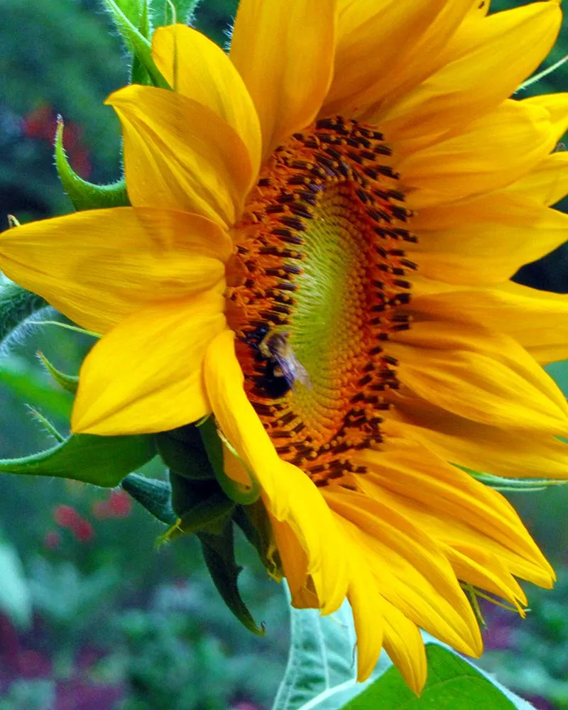 Sunflower Seed Pack